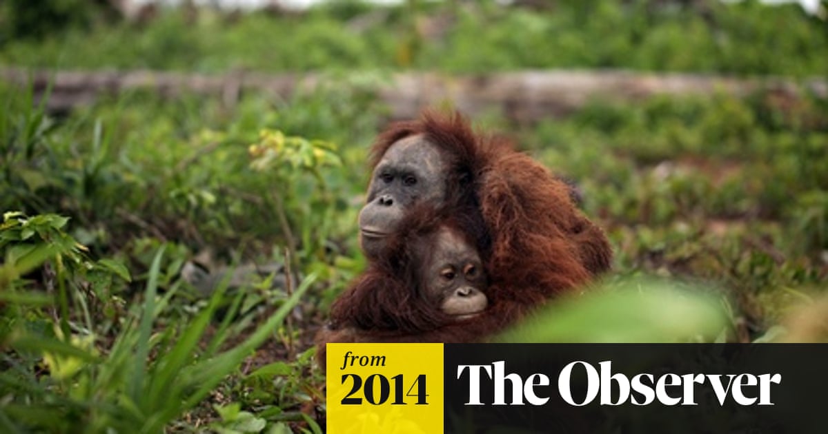 Wwf International Accused Of Selling Its Soul To Corporations