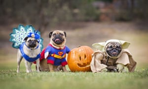 Pugs ‘Tootsie’, ‘Basil’ and ‘Kevin’ wear Halloween costumes to celebrate ‘Pug-O-Ween’, Melbourne, Australia