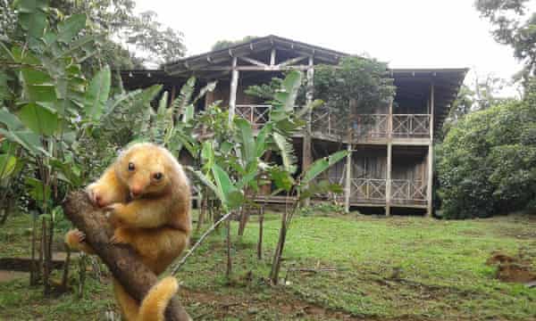 Rara Avis Rainforest Lodge and Reserve