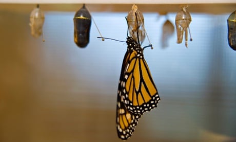 Monarch butterfly  emerges from chrysalis. Image shot 2009. Exact date unknown.