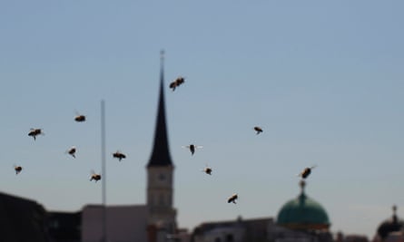 Bees in Vienna, where an urban beekeepers' association is trying to encourage the insects to make their homes in cities