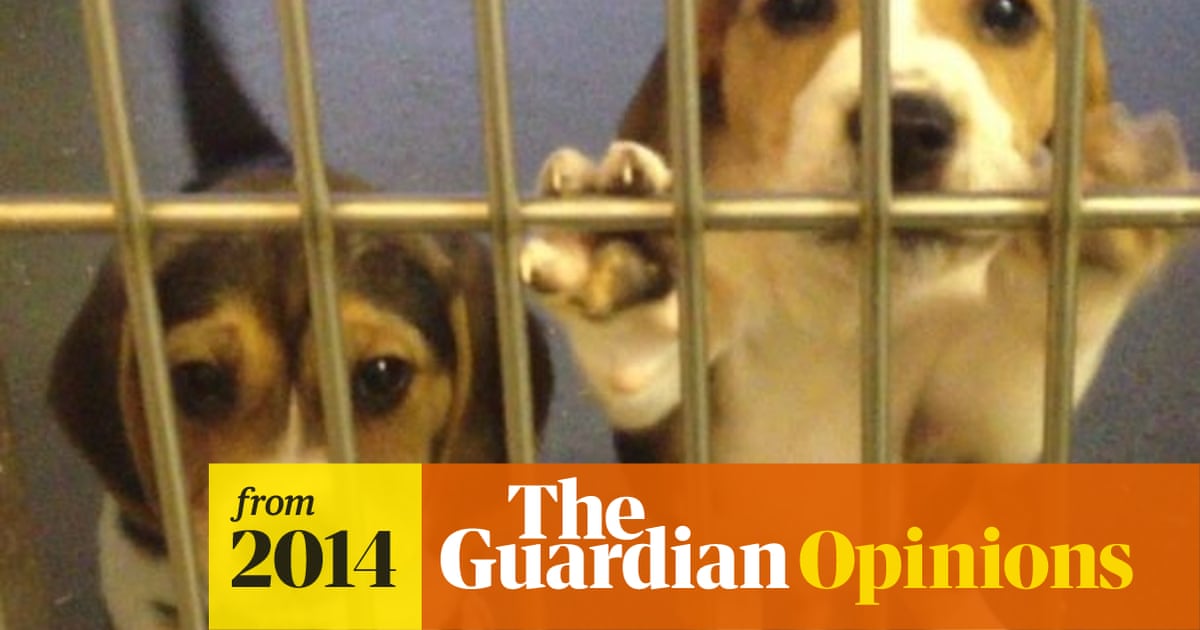 Shocking' animal rights exposés by newspapers were nothing of the kind |  Fiona Fox | The Guardian