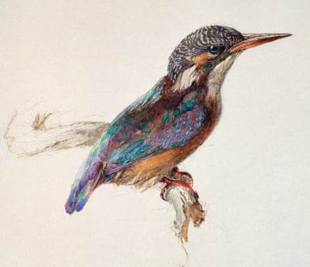 Ruskin's study of a Kingfisher (c1871).