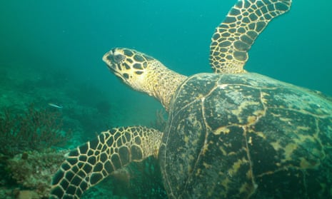 Great Barrier Reef turtle