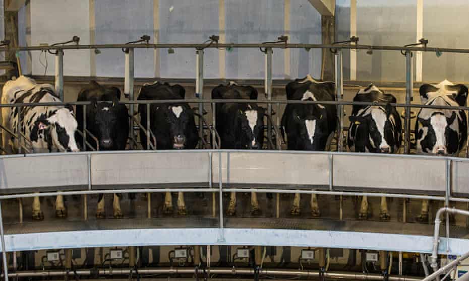 Indoor herd of milk cows