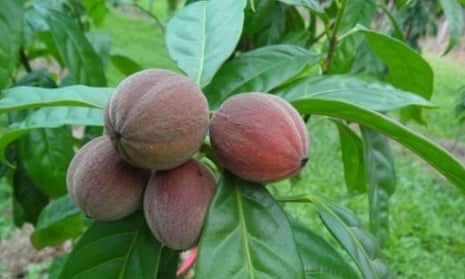 Een Plantje Tegen Kanker? 2 Angel-Wings.nl Cancer tumours destroyed by berry found in Queensland rainforest | Cancer | The Guardian
