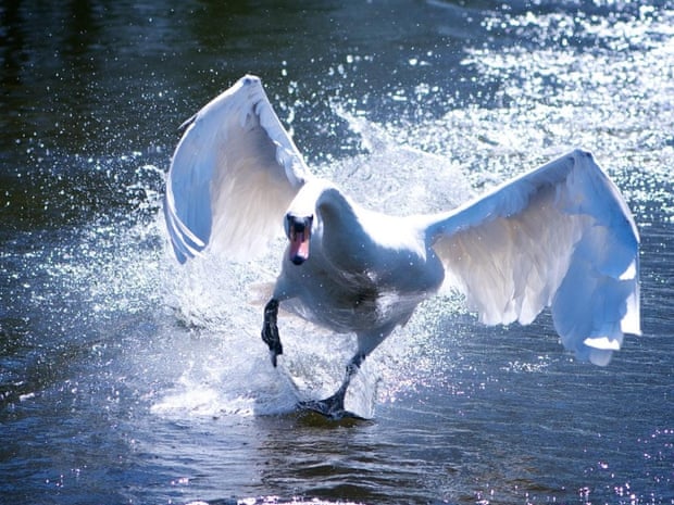 A flying swan