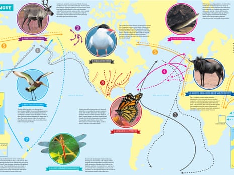 animals migrating due to climate change