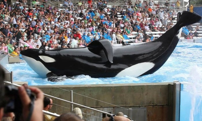 blackfish and our lingering obsession with animals as entertainment australian television the guardian