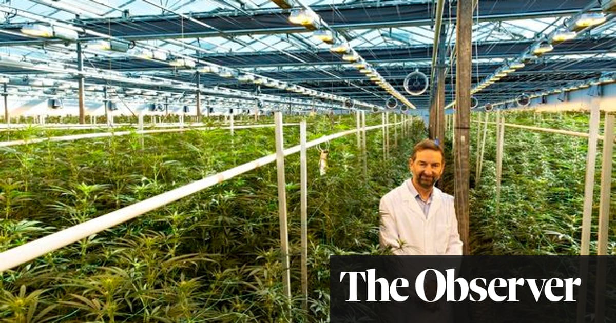 The New Strain Of Cannabis That Could Help Treat Psychosis Cannabis The Guardian The New Strain Of Cannabis That Could Help Treat Psychosis Cannabis The Guardian