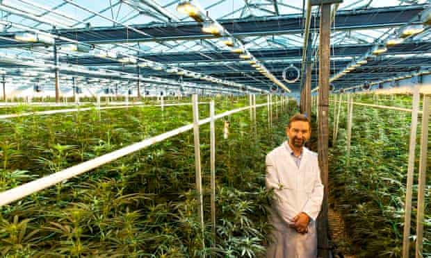 The New Strain Of Cannabis That Could Help Treat Psychosis Cannabis The Guardian The New Strain Of Cannabis That Could Help Treat Psychosis Cannabis The Guardian