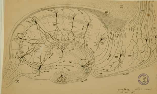 Cajal hippocampus