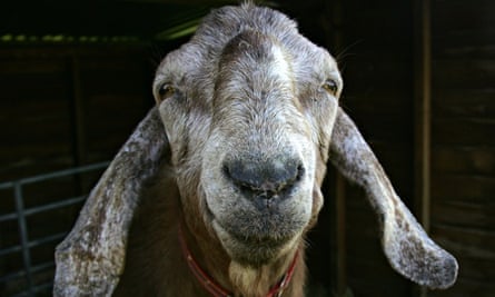Goat apparently smiling