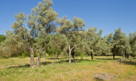 Olive grove, Turkey