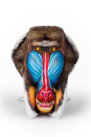 A contortionist takes shape as a mandrill