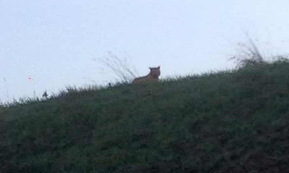 This photo provided by the town council of Montebrain, east of Paris, Thursday shows what is described as a tiger.
