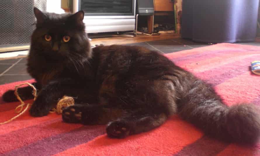 Readers Recommend Songs About Cats Music The Guardian Readers Recommend Songs About Cats Music The Guardian