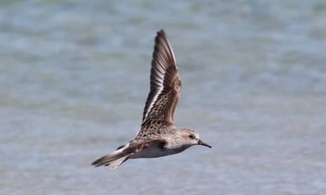 A red-necked stint