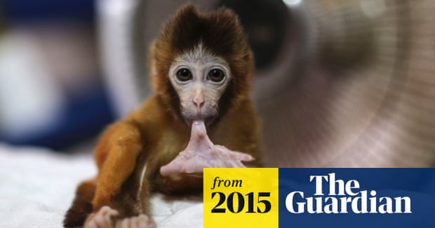 Japanese Zoo Apologises For Naming Baby Monkey After Princess Charlotte Japan The Guardian Japanese Zoo Apologises For Naming Baby Monkey After Princess Charlotte Japan The Guardian