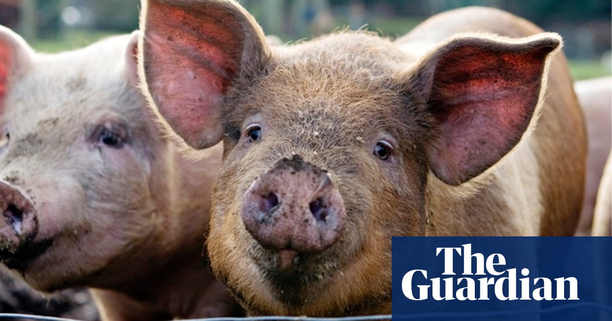 Why do pigs oink in English, boo boo in Japanese, and nöff-nöff in ...
