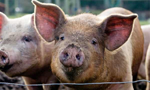 Why Do Pigs Oink In English Boo Boo In Japanese And Noff Noff In Swedish Languages The Guardian