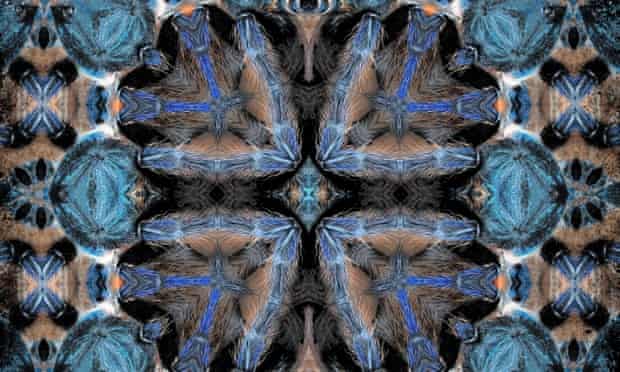 The frog with kaleidoscope eyes: psychedelic close-ups of nature – in pictures