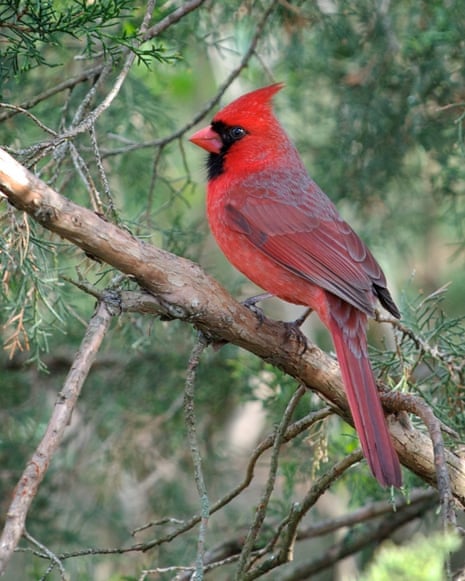 An adult male northern cardinal, Cardinalis cardinalis.
