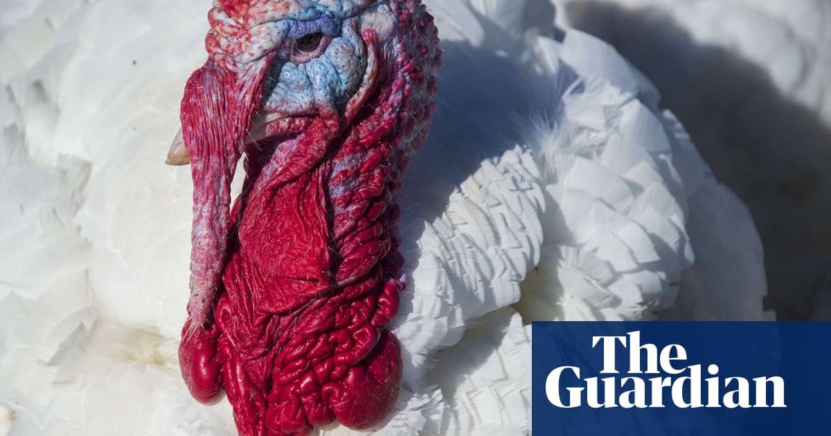 The Weekend In Pictures News Guardian - Maple Lawn Turkey Farm Sold The Weekend In Pictures News Guardian - Maple Lawn Turkey Farm Sold