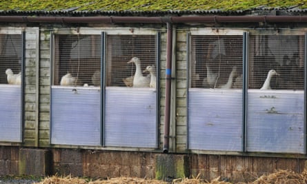 Ducks on a farm in Nafferton, East Yorkshire, where measures to prevent the spread of bird flu are underway