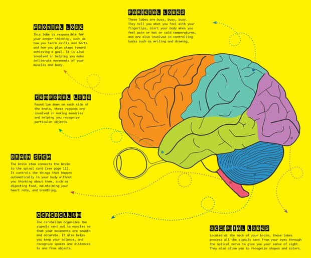 Some key parts of the brain