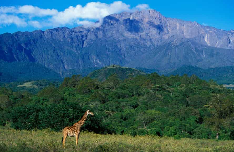 A giraffe on the foothills of Mount Meru, Arusha national park.