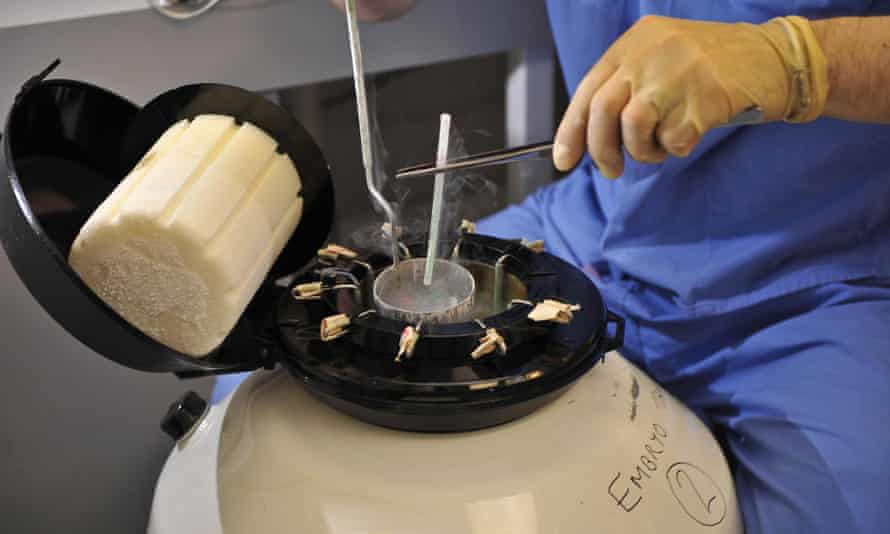 An embryo that has been frozen with the new vitrification process is placed into long-term storage