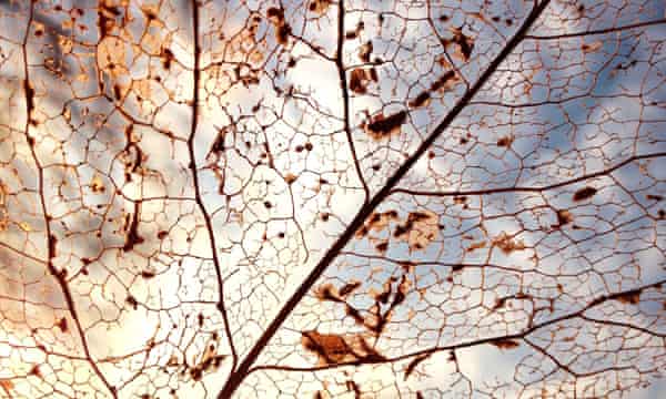 All About My Mother It S Amazing What The Living Expect Of The Dying We Expect Wisdom Insight Bursts Of Clarity Meghan Daum News The Guardian