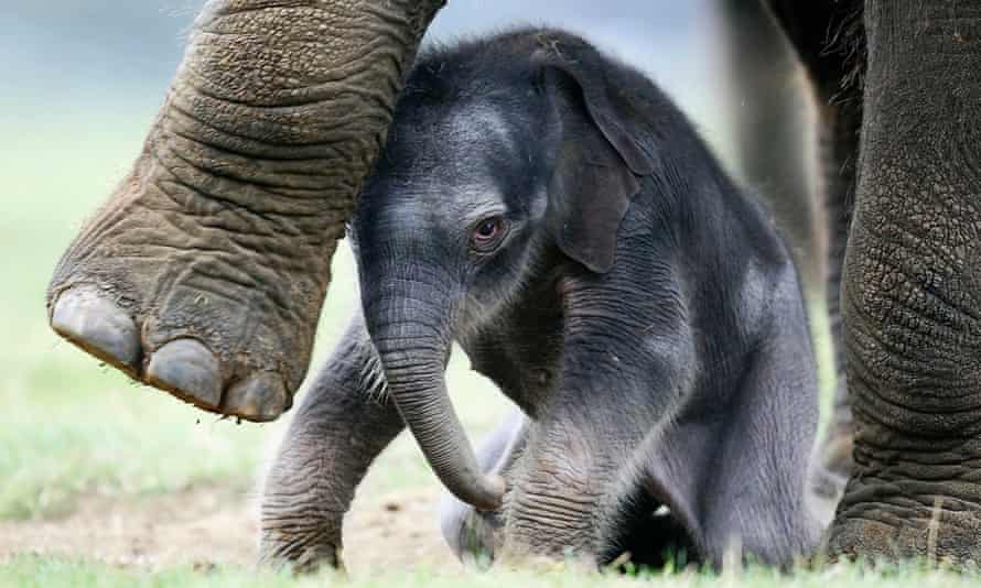 An Asian elephant born at Whipsnade zoo.