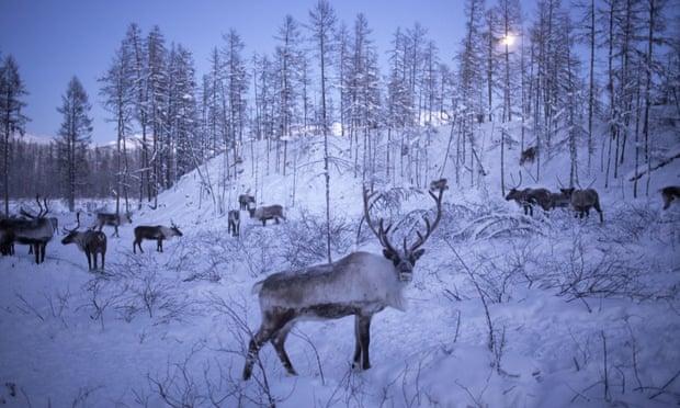reindeer police 