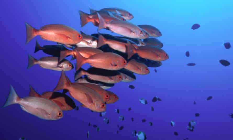 Catch a fish dating site Catch a fish dating site