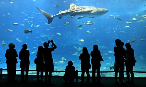 Okinawa Churaumi aquarium