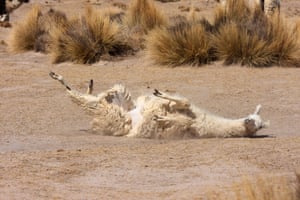 Llama lying on its back in the vicinity of the Negrillos village