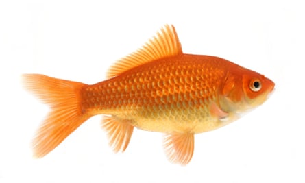 A goldfish.