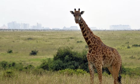 Kenya's iconic Nairobi national park is under threat, conservationists warn, Wildlife