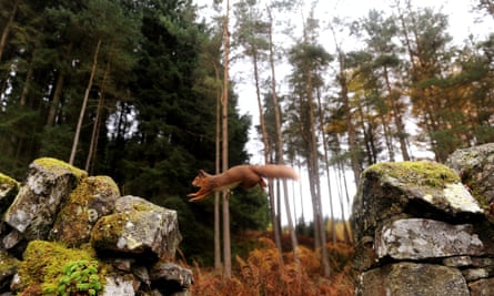 A red squirrel jumping from rock to rock in the Kielder Forest in Northumberland