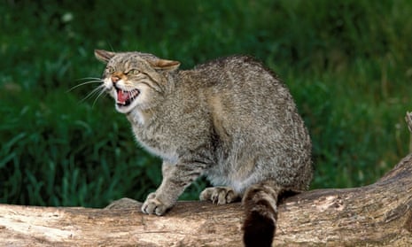 Scottish Wildcat Felis sylvestris grampian United Kingdom
