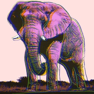 African Elephant, 1983