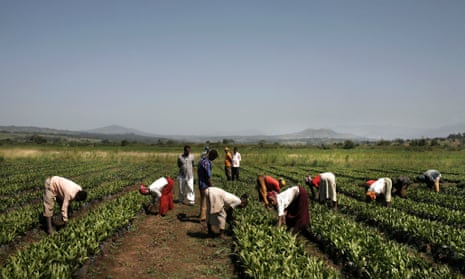 Farm workers tend young plants at the palm oil plantation owned by Karuturi Global Ltd, near the town of Bako, in Ethiopia.