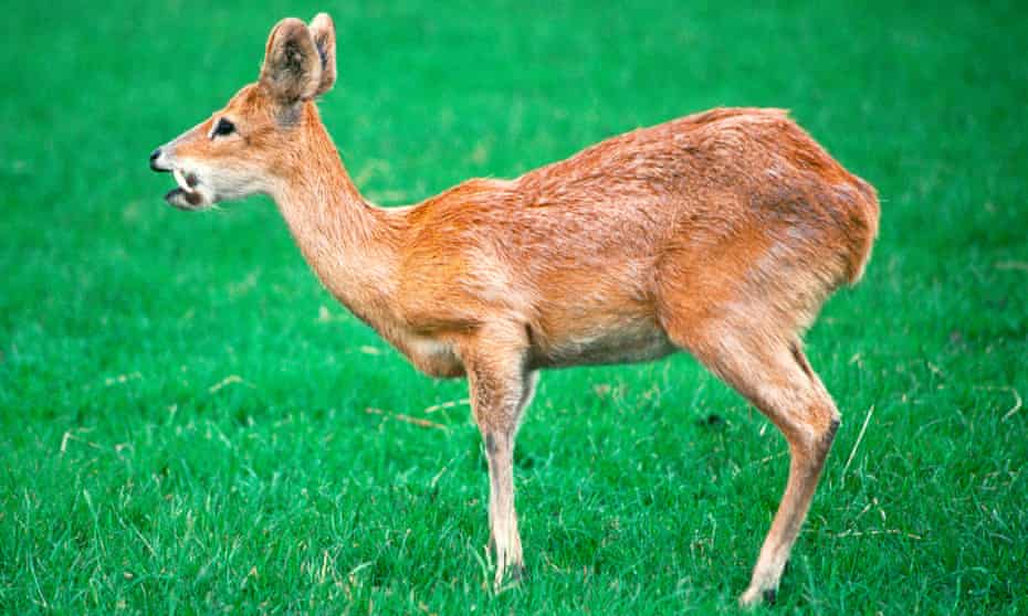A Chinese water deer (Hydropotes inermis) with long canine teeth.