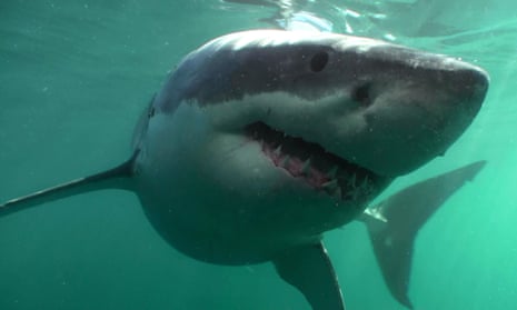 Another great white shark found dead in nets at Bondi beach
