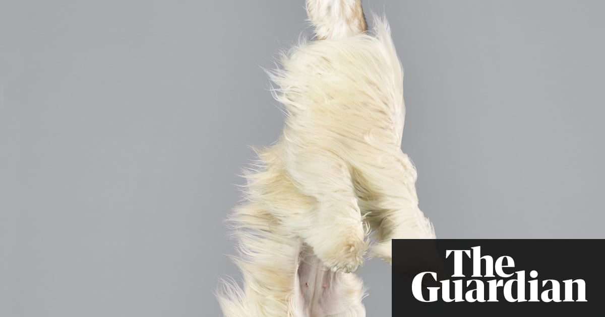 Flying Dogs In Pictures Life And Style The Guardian