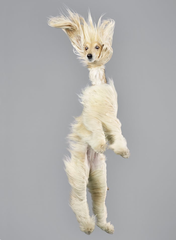 Dogs hotsell and flying