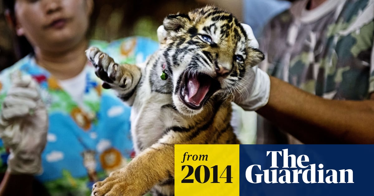 Wildlife crime study finds 33,000 items worth £7m for sale online | Illegal  wildlife trade | The Guardian