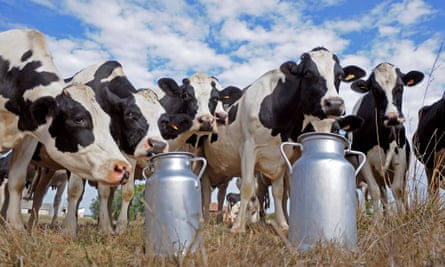 Prim'Holstein cows standing by milk churns in the field of a dairy farm in Sainte-Colombe-en-Bruilhois, southwestern France.